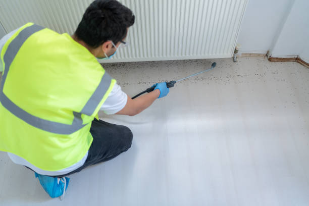 Best Fumigation Services  in Willacoochee, GA